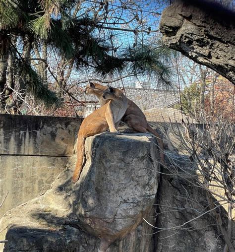Two puma siblings coming to the Saint Louis Zoo